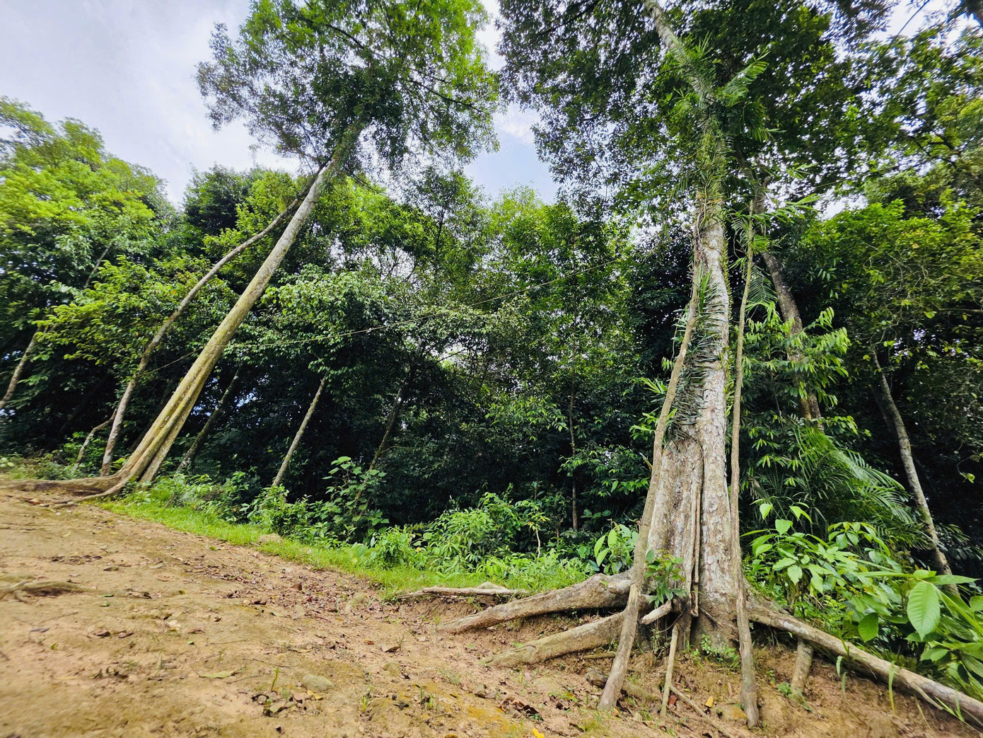 Chuyện về dòng họ thay nhau giữ rừng cây trăm tuổi